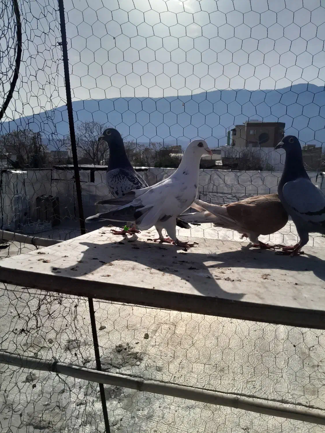 ۶ عدد دورگ|پرنده|علیآباد کتول, |دیوار