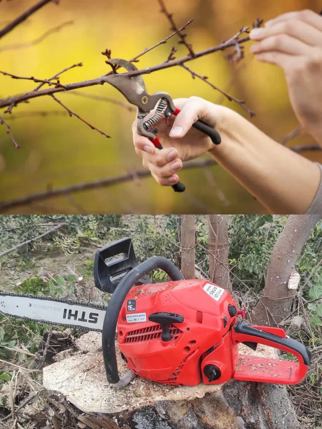 خرید چوب با بالاترین قیمت و هرس اصولی انواع درختان|خدمات باغبانی و درختکاری|کردکوی, |دیوار