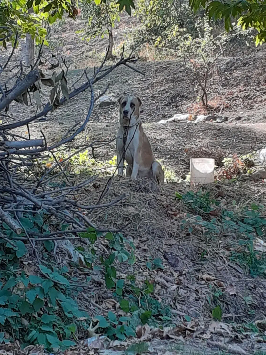 سگ گوسفندی|سگ|شیروان (خراسان), |دیوار
