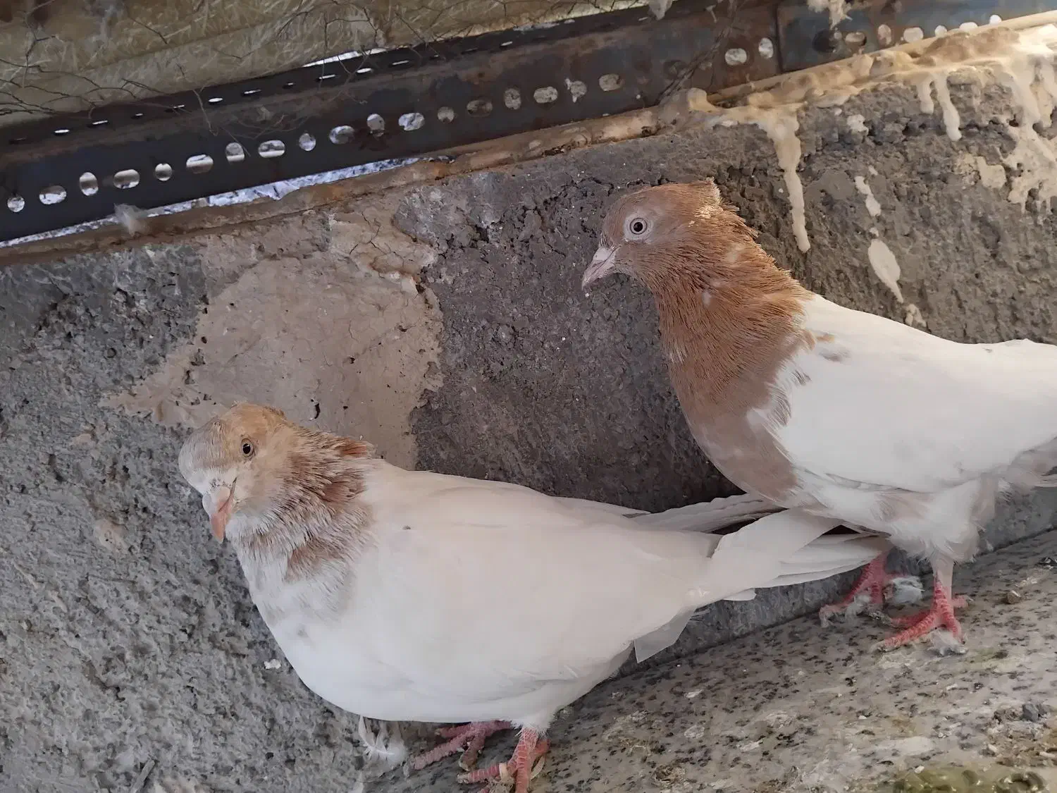 سلام ۱جفت کله زرد فروشی ۷۵۰|پرنده|اسلامشهر, شهرک مهدیه|دیوار