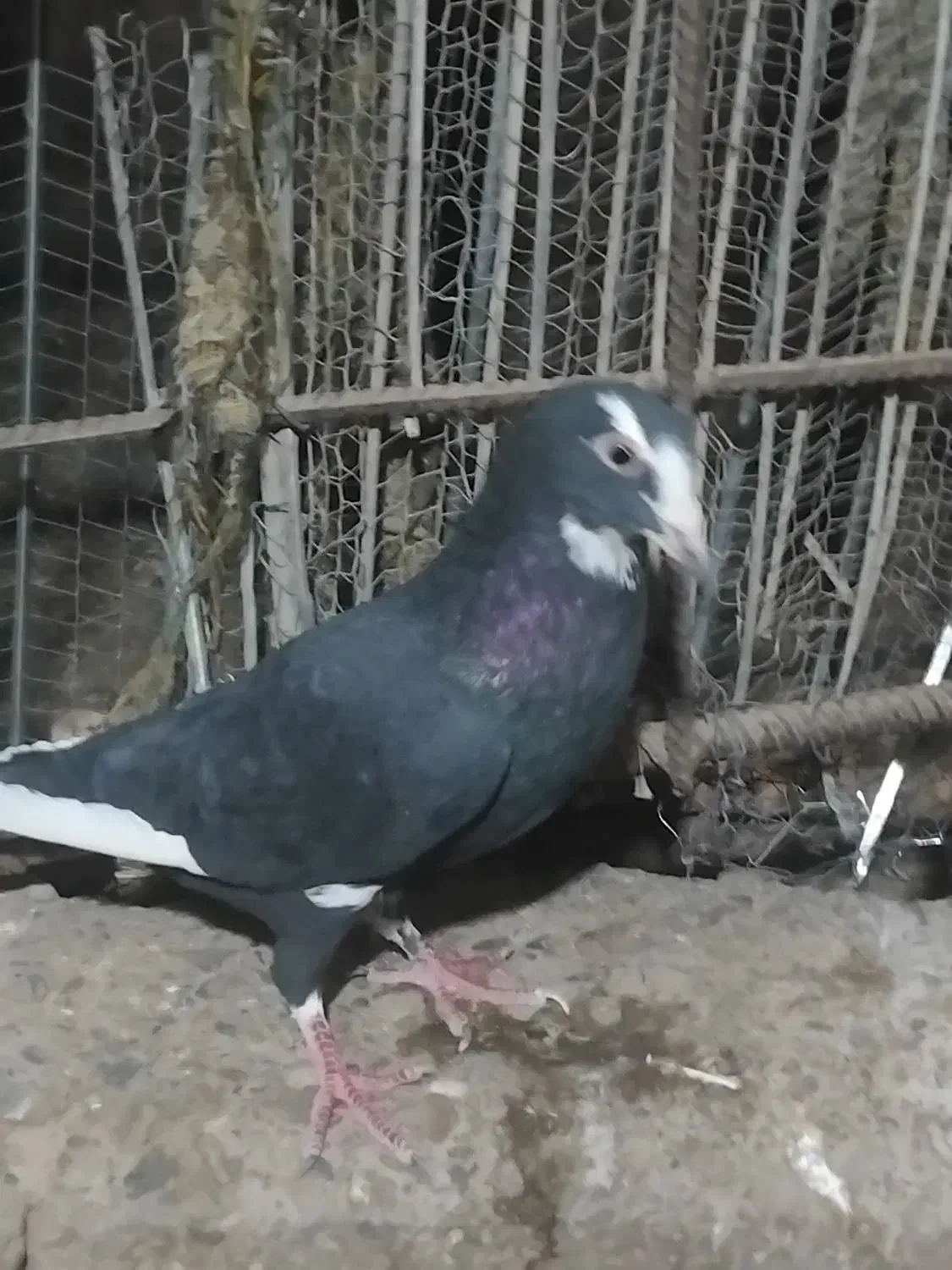 پلنگ|پرنده|کرمان, |دیوار