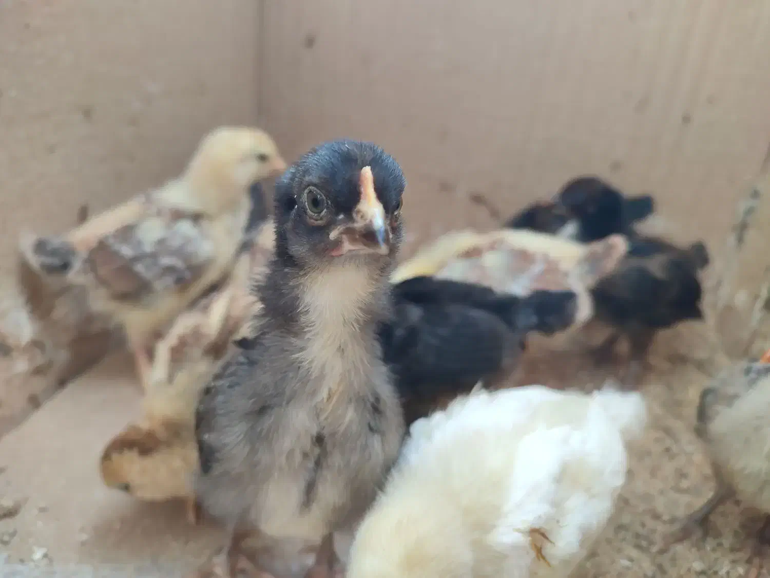 جوجه محلی کاکلی یک ماهه|حیوانات مزرعه|سیاهکل, |دیوار