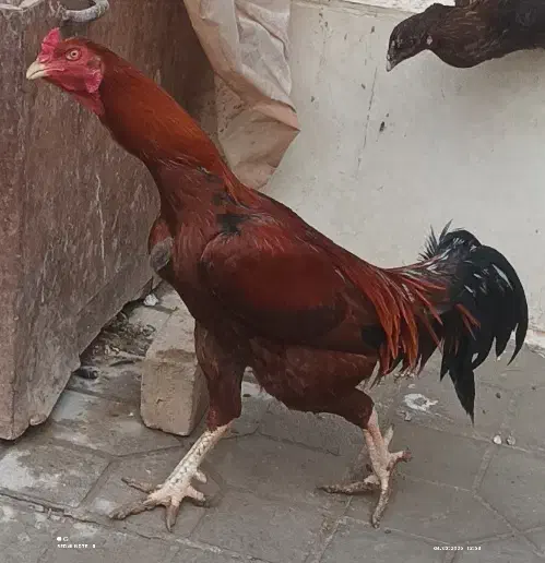 خروس لاری|حیوانات مزرعه|رامند, |دیوار