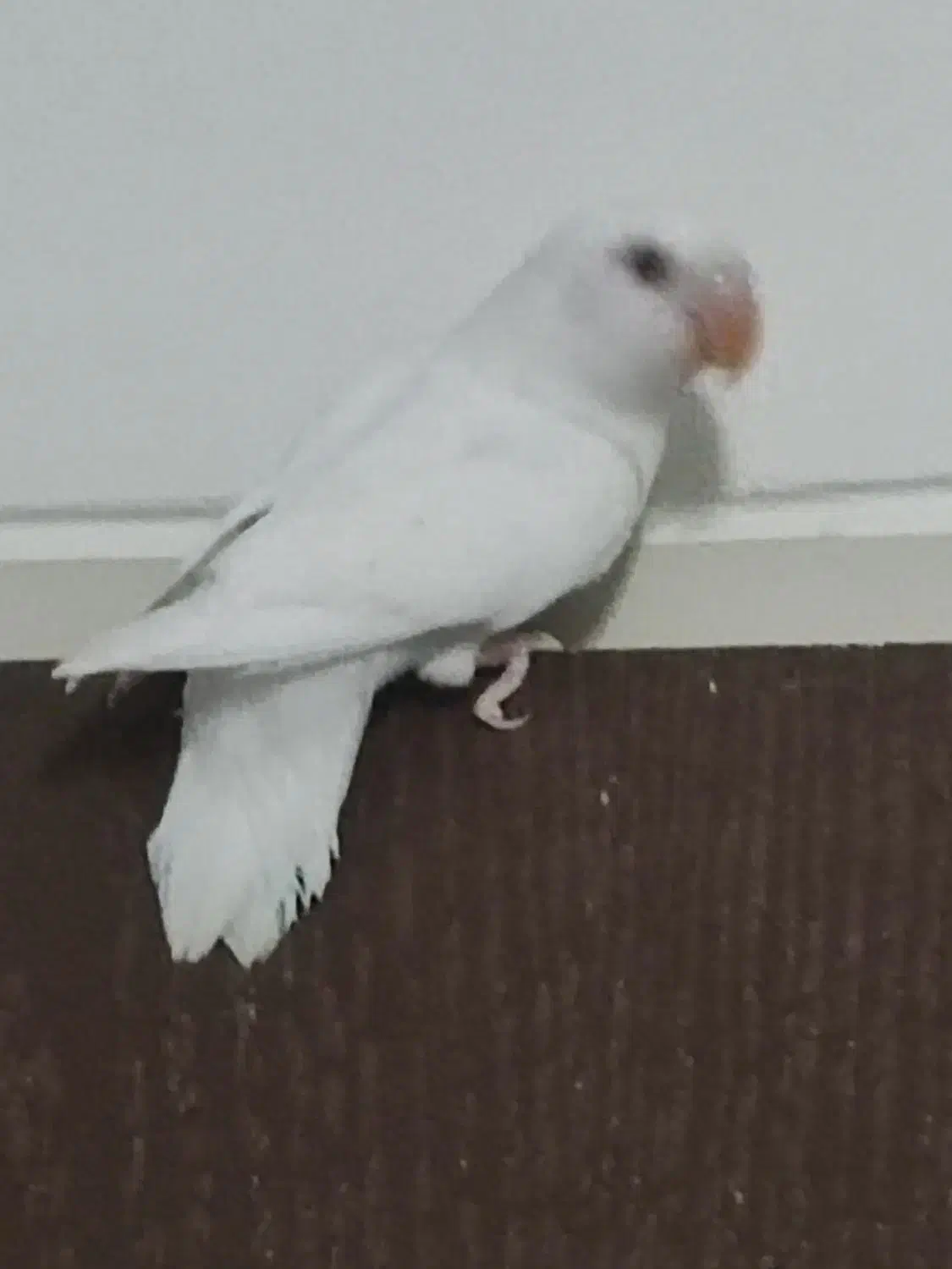 طوطی برزیلی|پرنده|تهران, سردارجنگل|دیوار