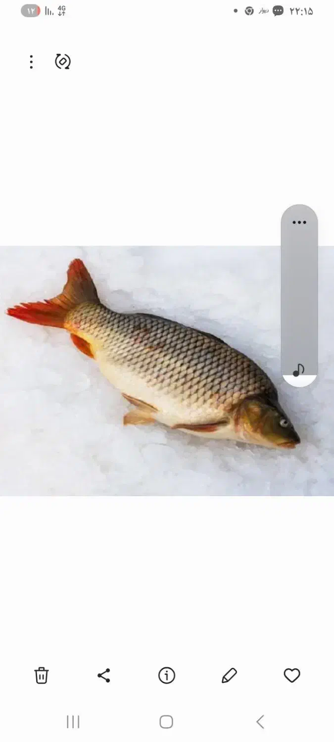 ماهی کپور|ماهی|پارس‌آباد, |دیوار