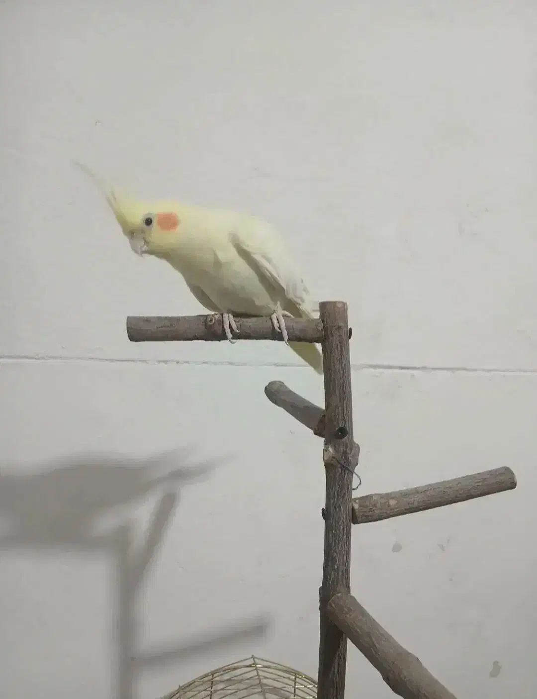 عروس هلندی ماده رام لوتینو بالغ|پرنده|سرپل ذهاب, |دیوار