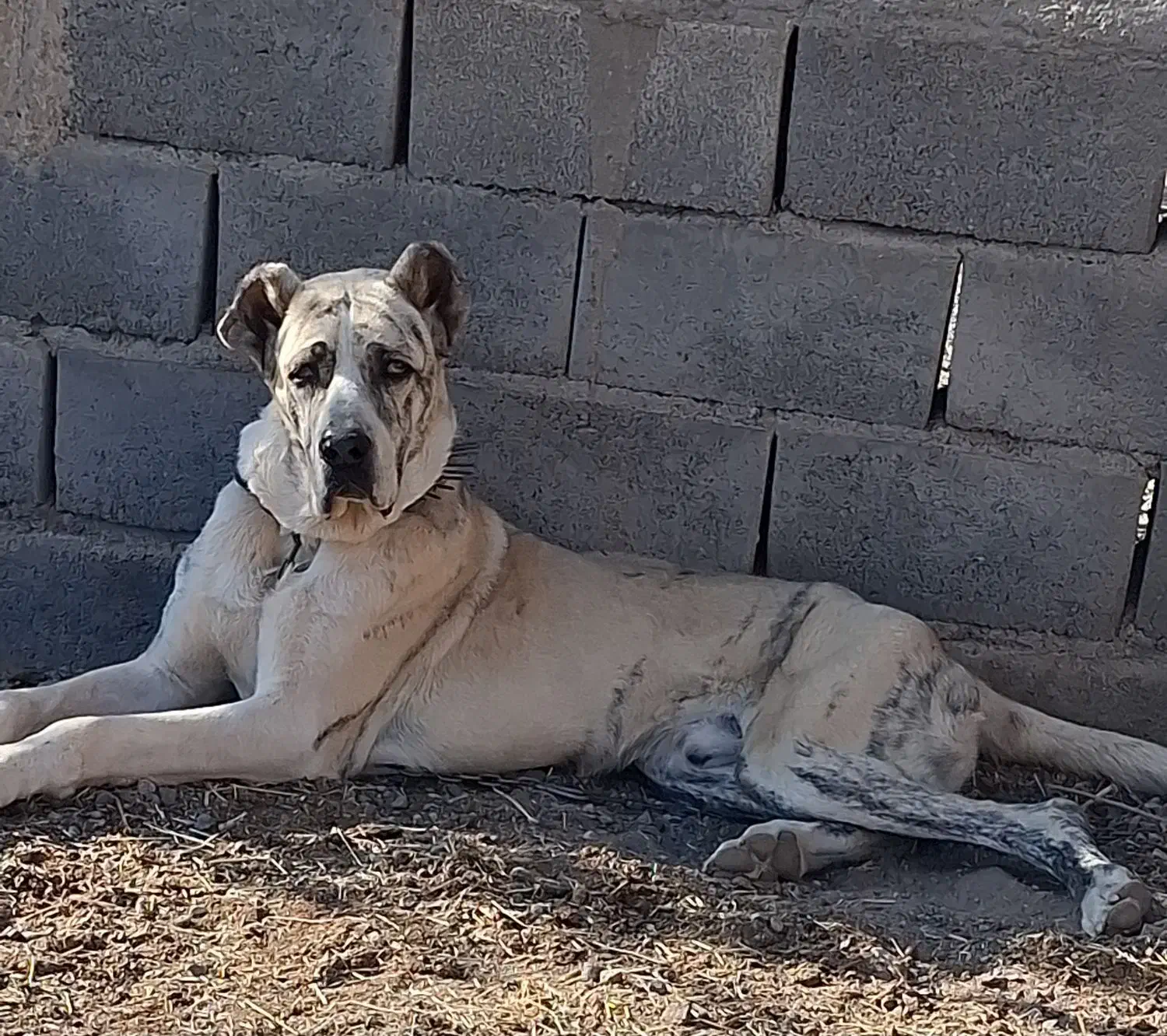 توله 10ماهه خراسانی|سگ|خلیل آباد, |دیوار