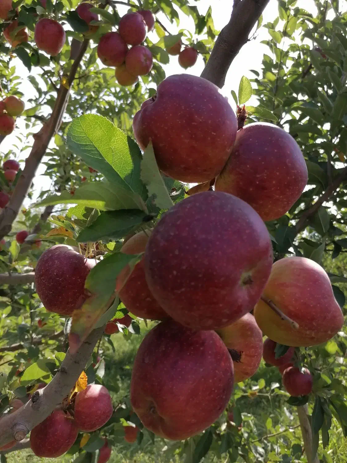 هرس کاری درختان میوه وزینتی|خدمات باغبانی و درختکاری|ارومیه, |دیوار