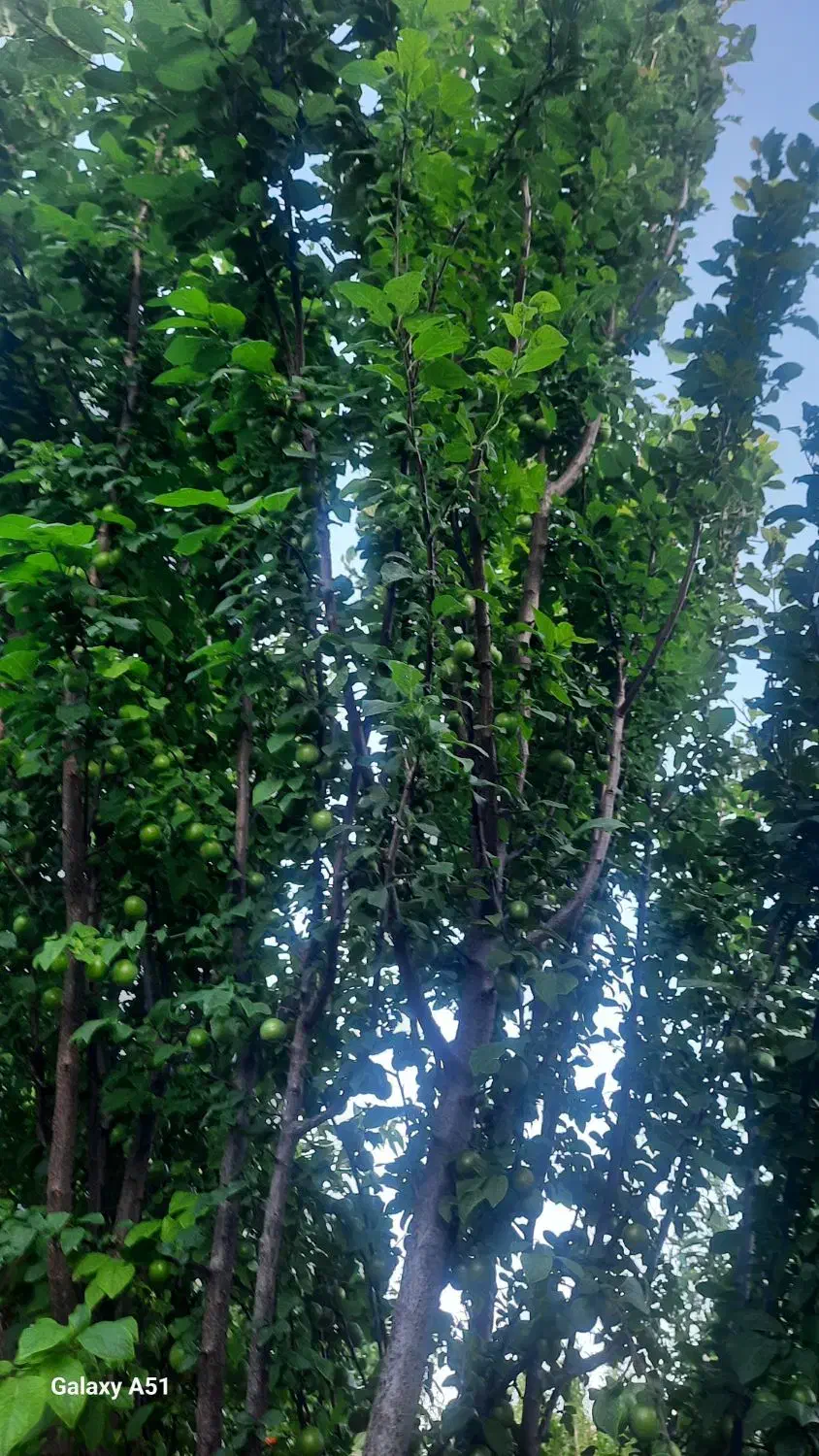 باغ در روستای زواریان|فروش زمین و ملک کلنگی|سلفچگان, |دیوار