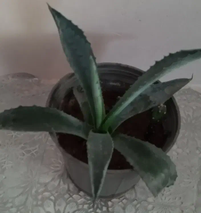 گلهای طبیعی|گل و گیاه طبیعی|آذرشهر, |دیوار