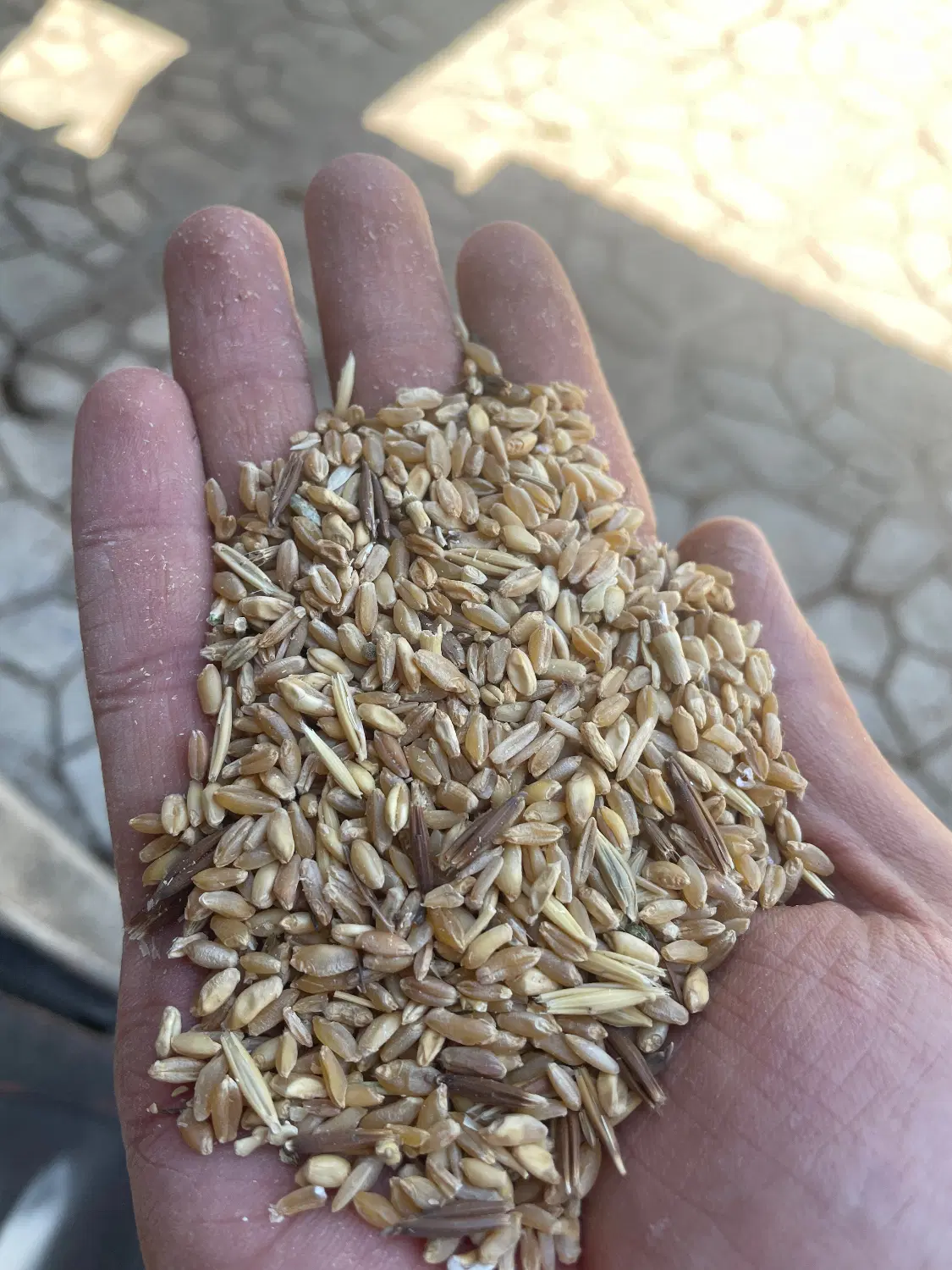 گندم|خوردنی و آشامیدنی|کارزان, |دیوار