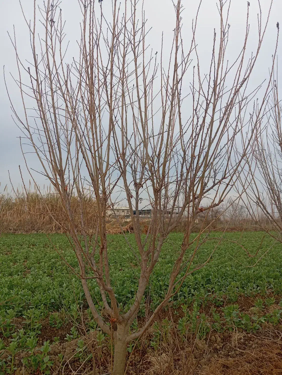 هرس و اصلاح باغ|خدمات باغبانی و درختکاری|خان ببین, |دیوار