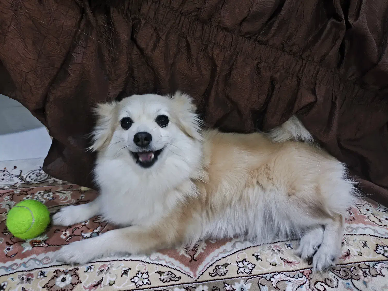 سگ پامر روباهی|سگ|بندر ماهشهر, |دیوار