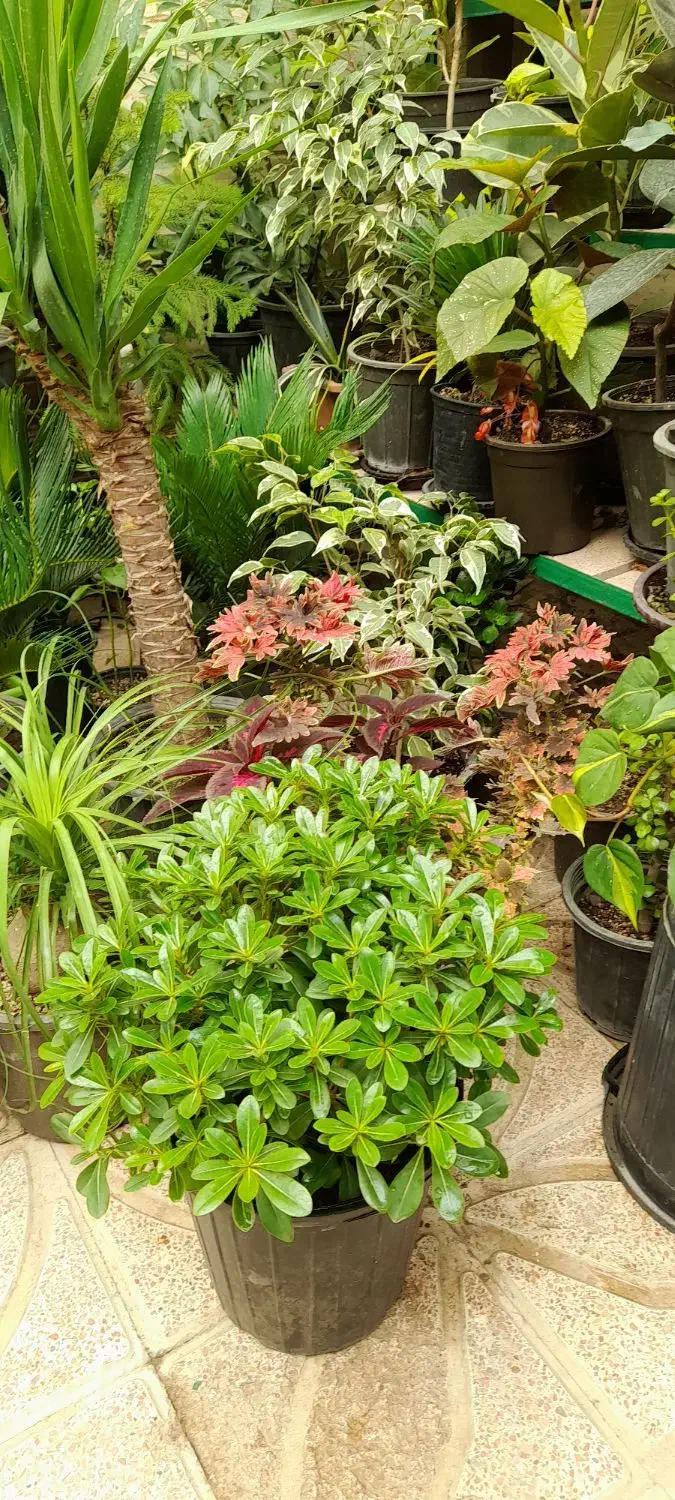 گل آپارتمانی میخک پر پشت بادوام لطفا ورق بزنید|گل و گیاه طبیعی|تبریز, |دیوار