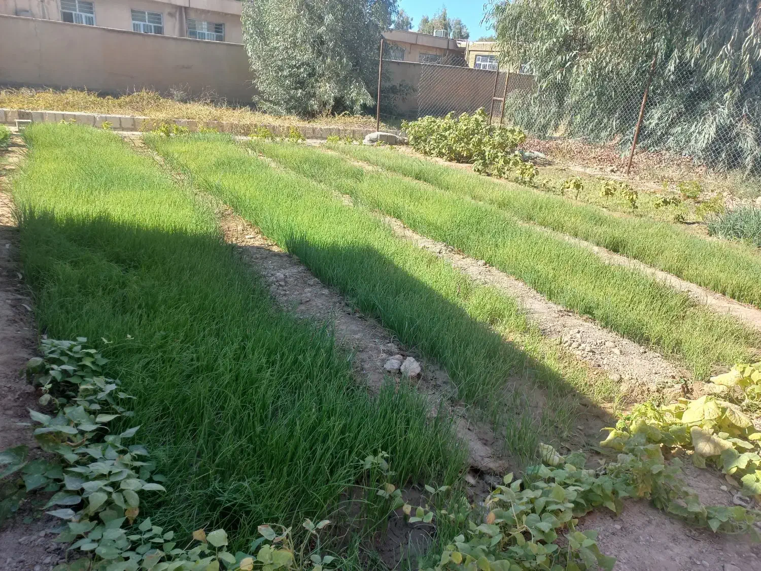 نشا پیاز|خدمات باغبانی و درختکاری|دوگنبدان, |دیوار