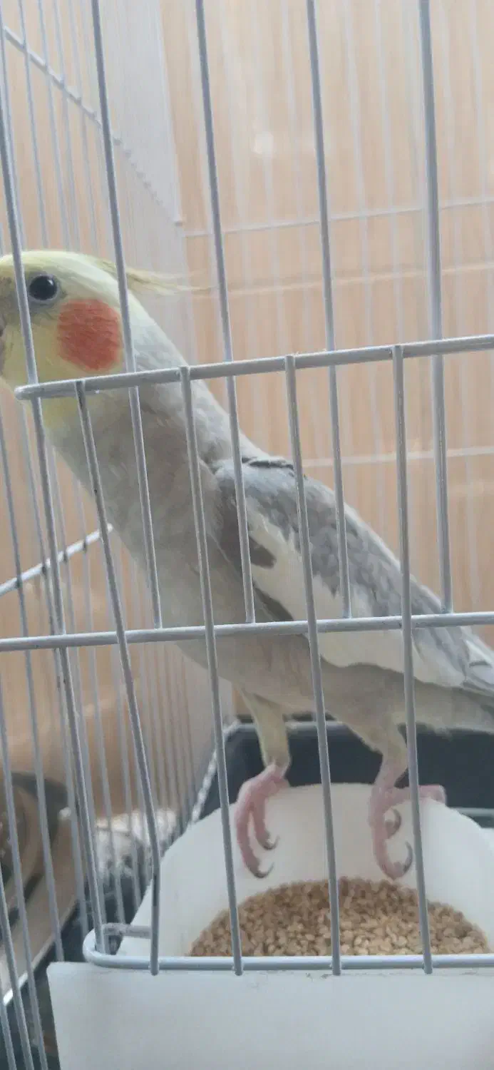 عروس هلندی|پرنده|پاکدشت, پاکدشت (مامازند)|دیوار