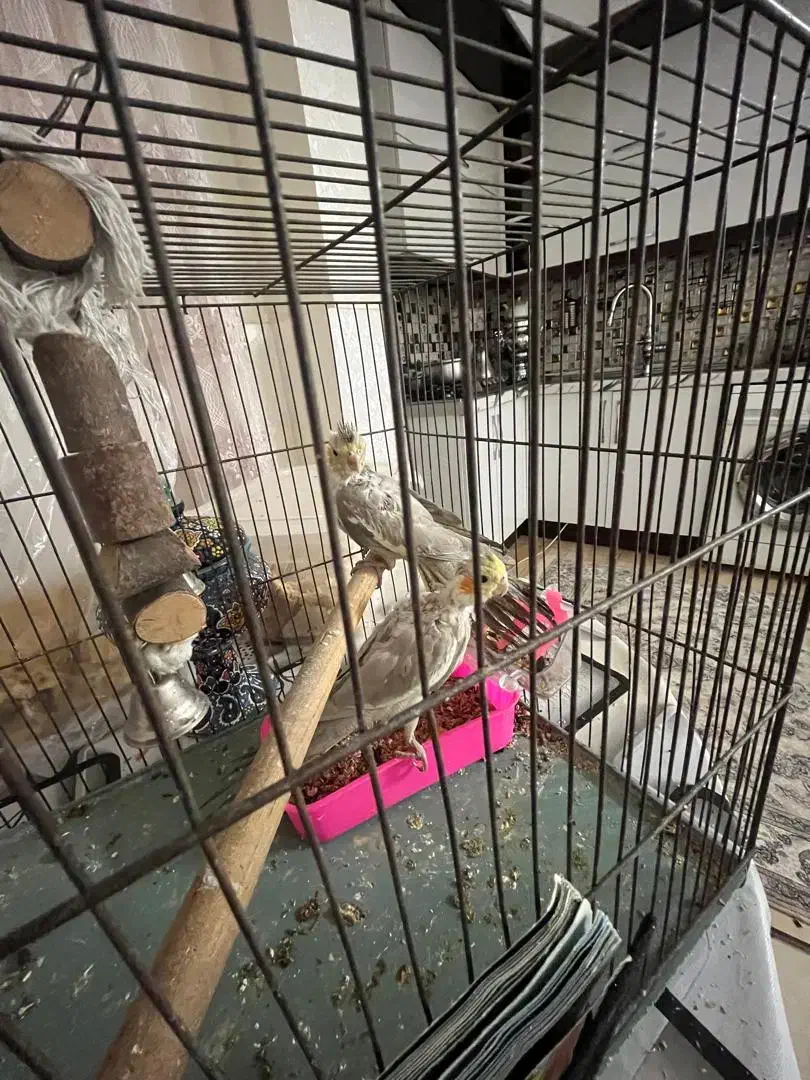 جوجه هلندی|پرنده|ری, شهرک نظامی|دیوار