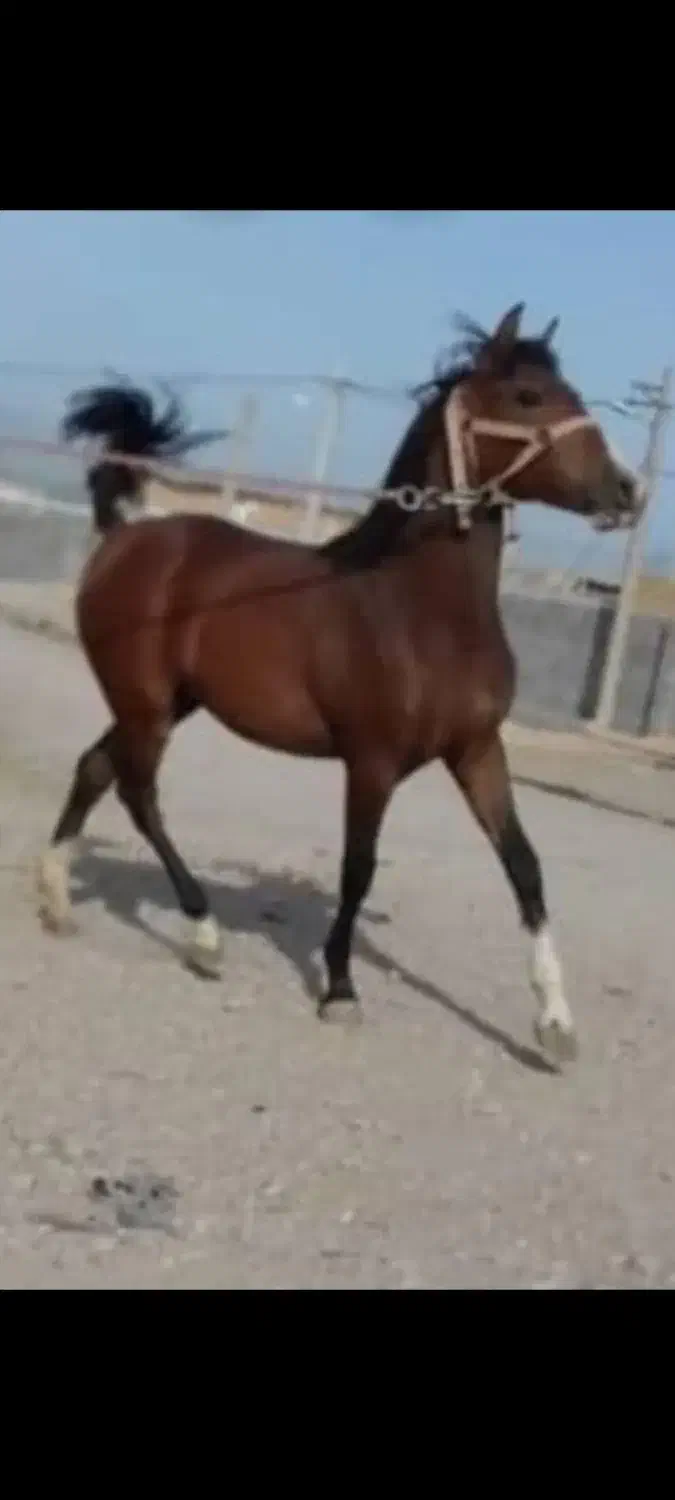 اسب مادیان|اسب و تجهیزات اسبسواری|شیراز, محمدیه|دیوار