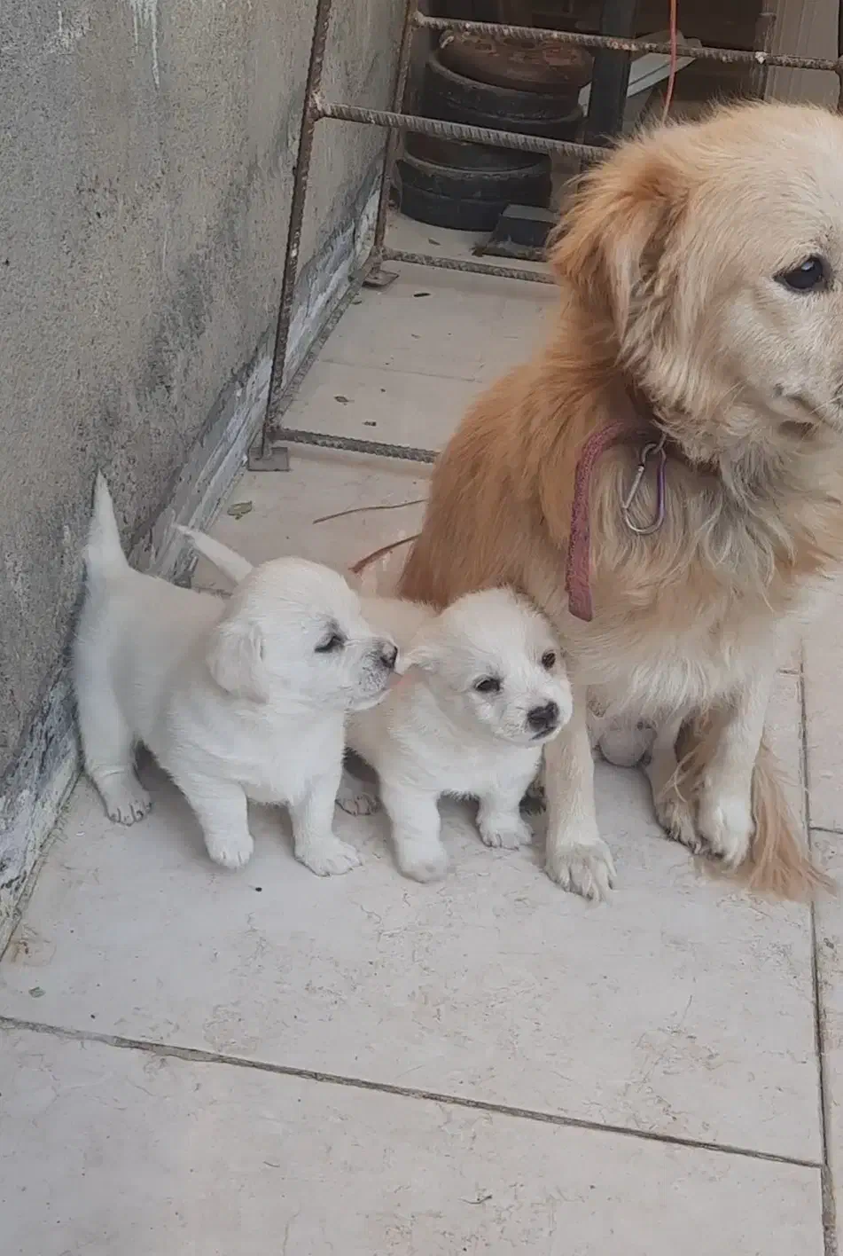 سگ پاپی با توله هاش|سگ|ساوه, |دیوار