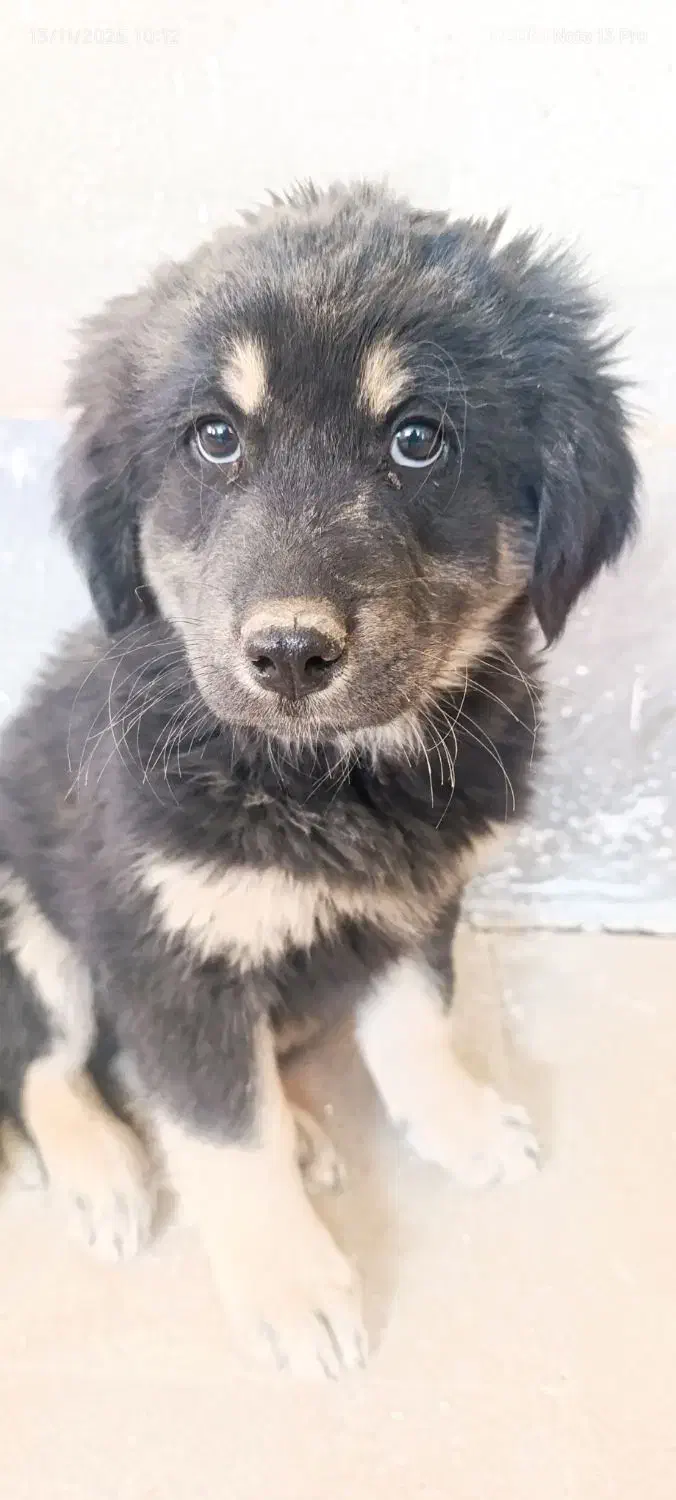 سگ باهوش|سگ|تاکستان, |دیوار