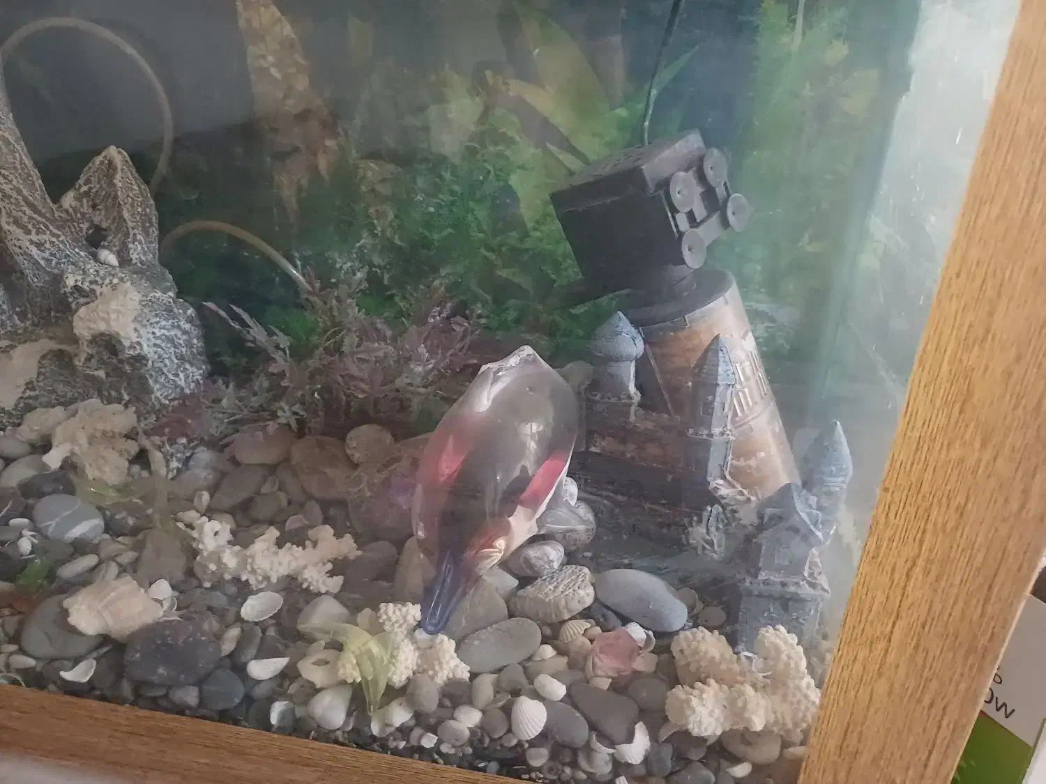 اکواریوم|ماهی|تهران, مختاری|دیوار