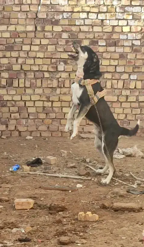 سگ نگهبان|سگ|تربت جام, جامرود|دیوار