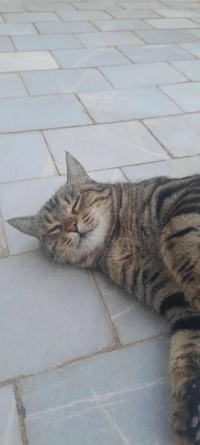 واگذاری گربه خانگی|گربه|اردکان, |دیوار