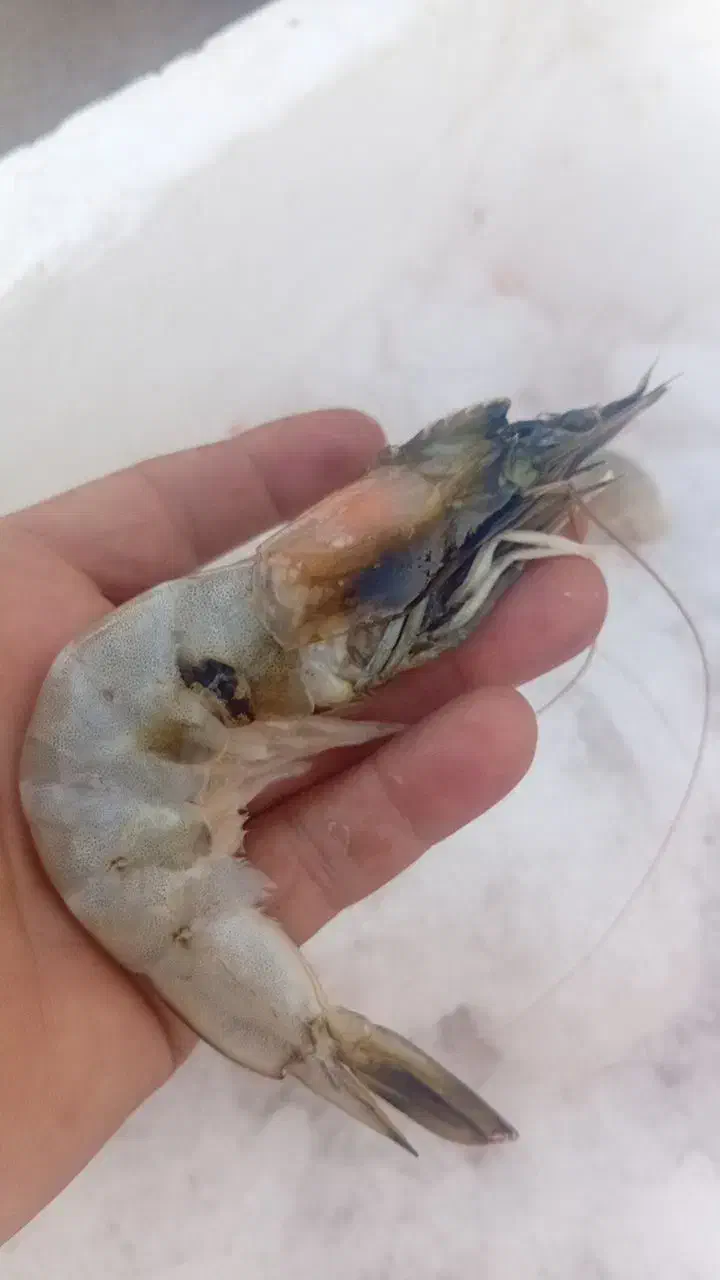 ماهی خلیج فارس|ماهی|گرگان, |دیوار