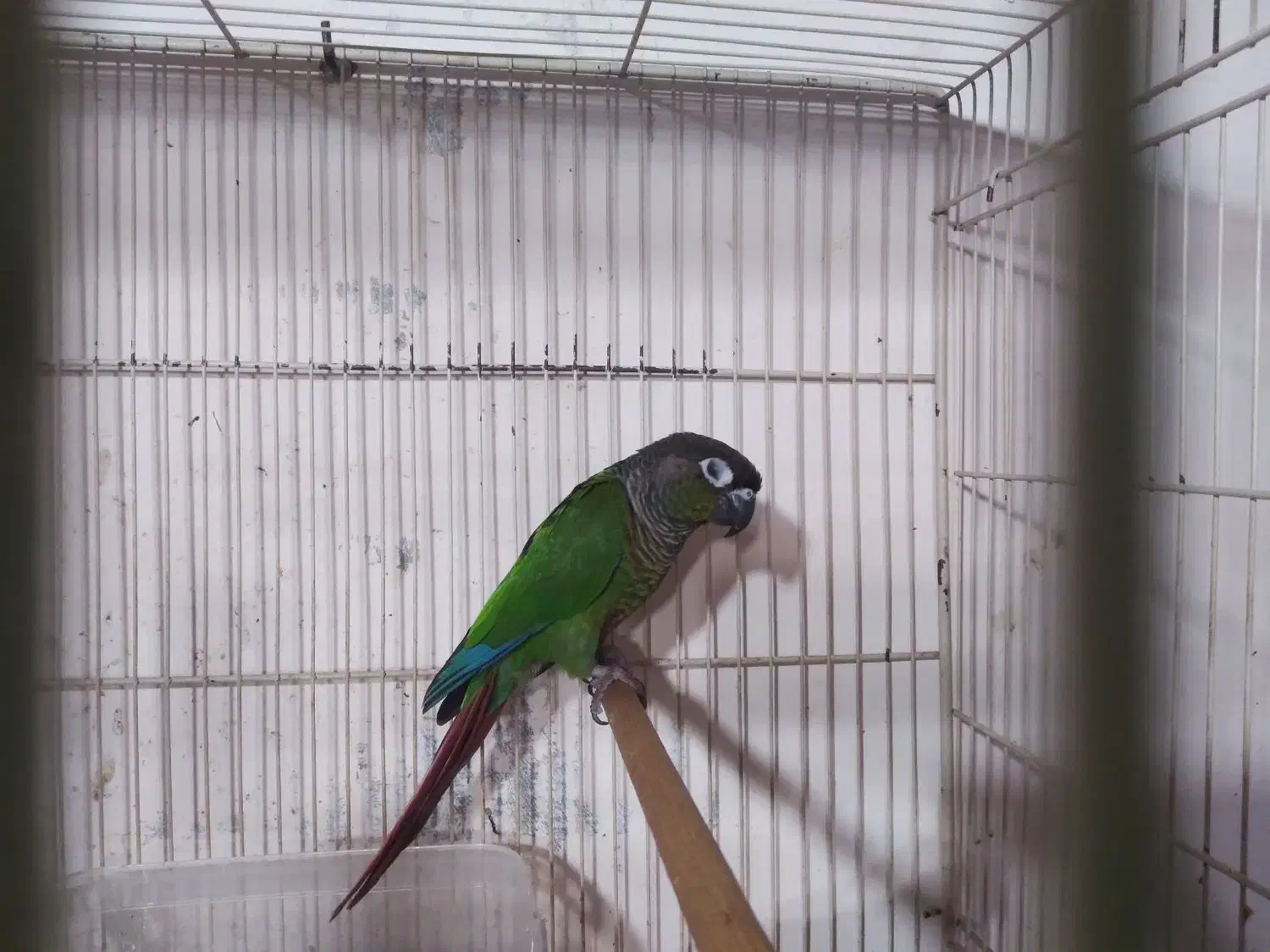 طوطی گرینچیک ماده بالغ کارداده|پرنده|فریدون‌کنار, |دیوار