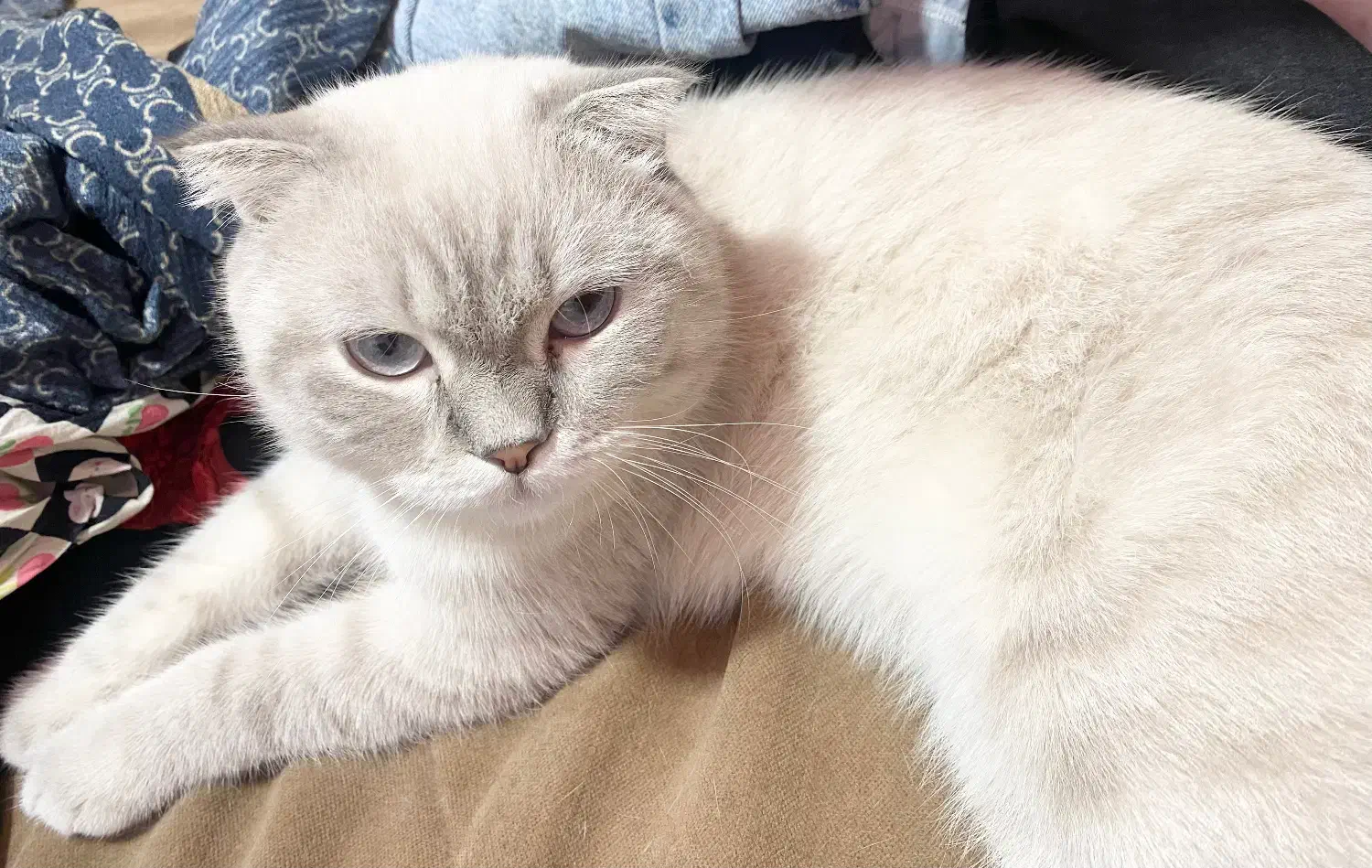 اسکاتیش فولد فوری|گربه|تهران, زاهد گیلانی|دیوار