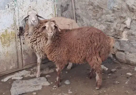 دو عددبره|حیوانات مزرعه|آبش احمد, |دیوار