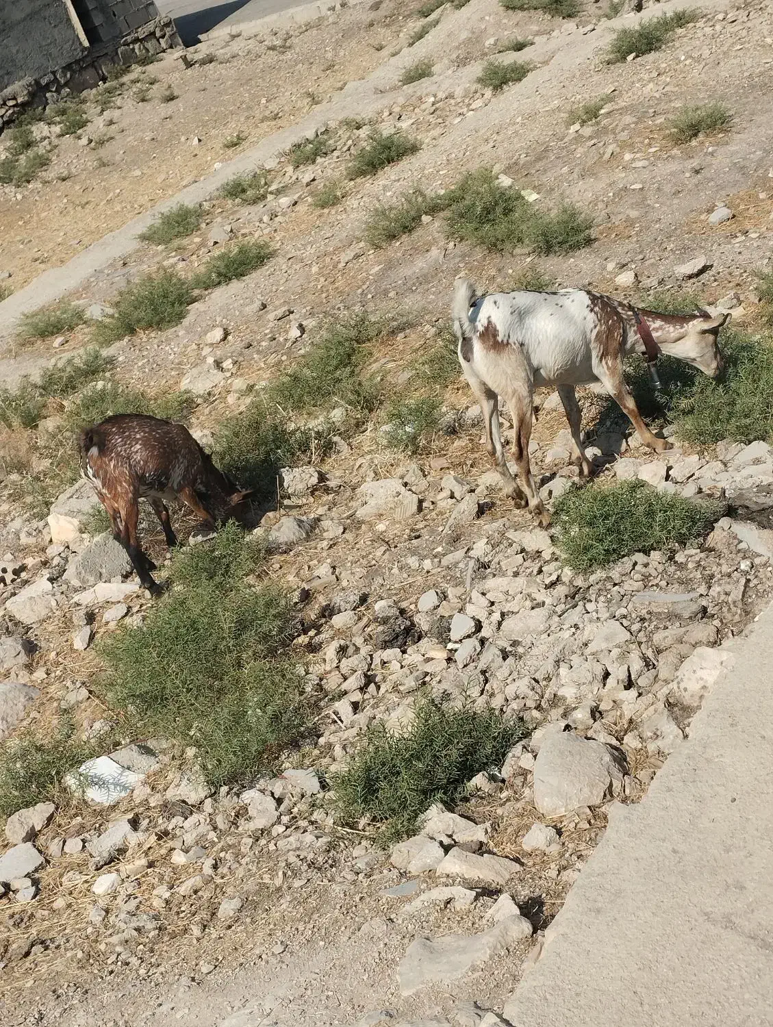 بز و بزغاله صلاصه عربی|حیوانات مزرعه|ایذه, |دیوار
