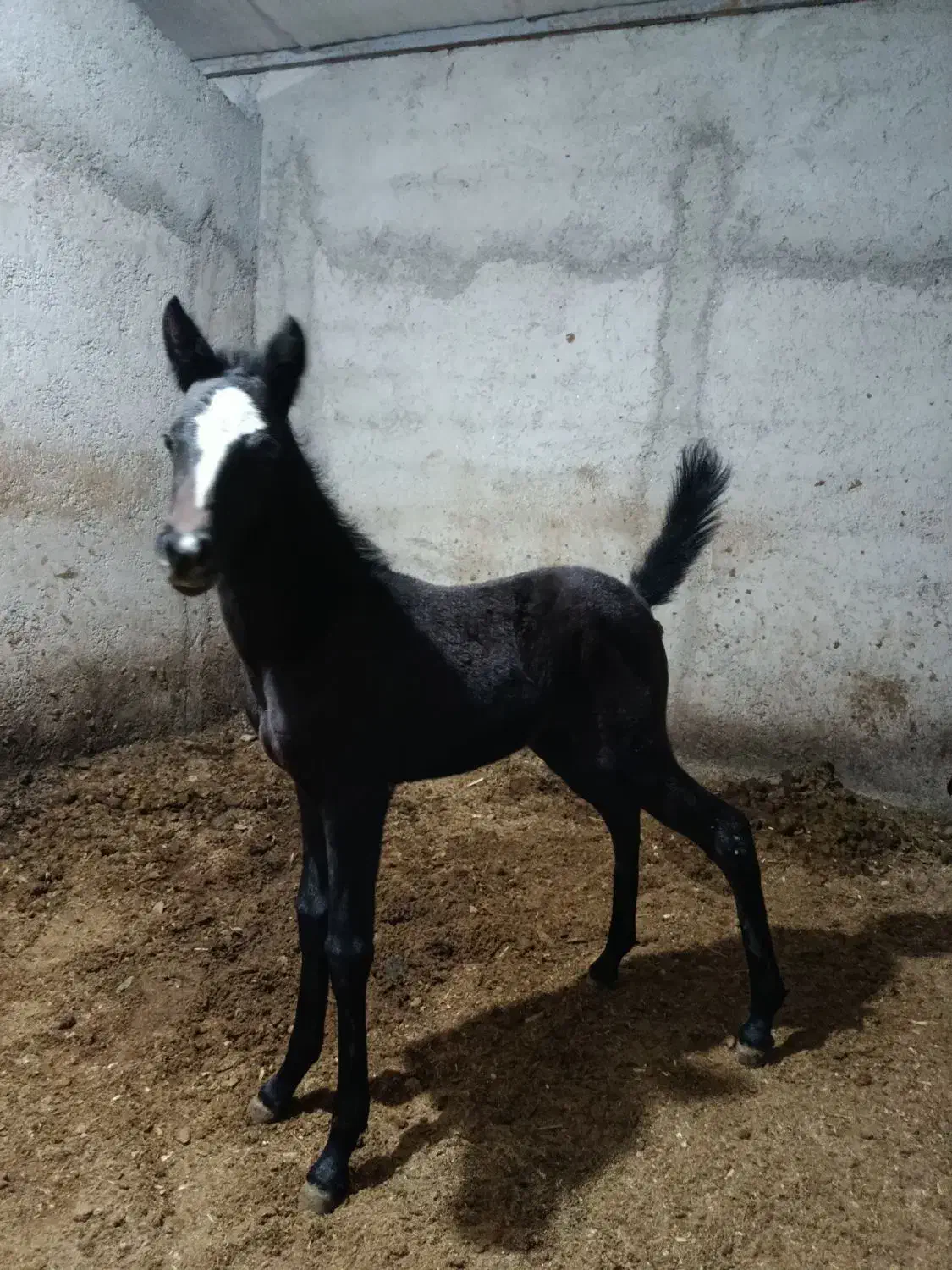 اسب کرد|حیوانات مزرعه|ماهدشت, |دیوار