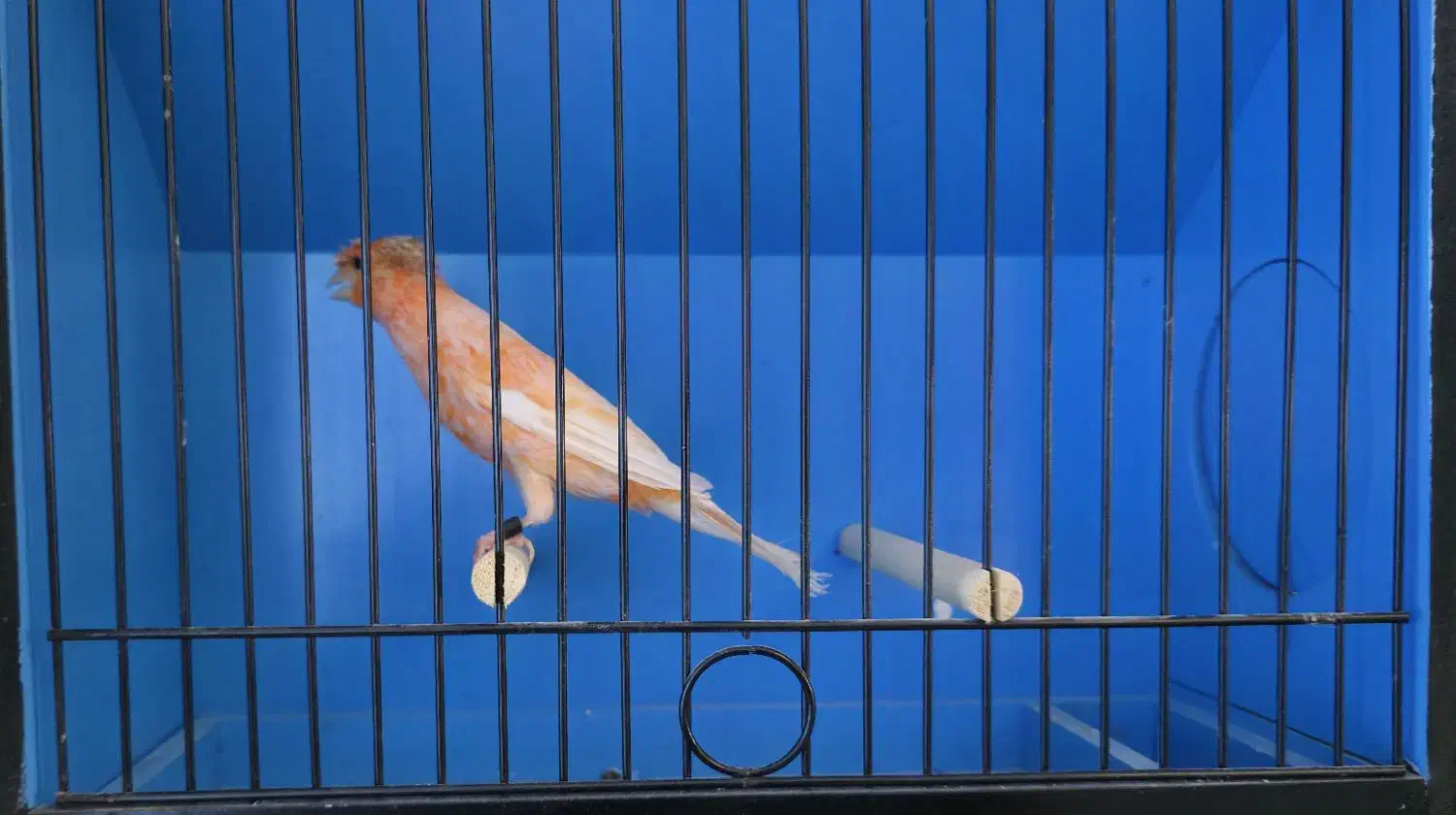 فروش قناری ماده سرخ هلندی کاکلی|پرنده|امیدیه, |دیوار