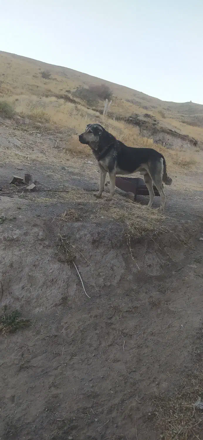 واگذاری سگ عراقی ۳ ساله موقعیت خلخال|سگ|خلخال, |دیوار
