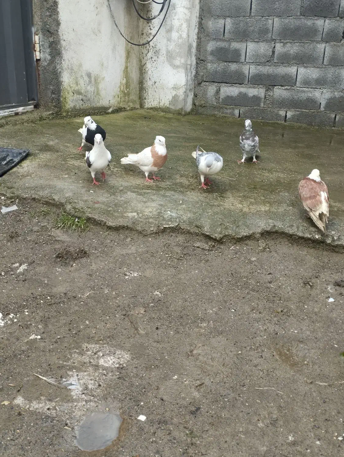 کبوتر|پرنده|گرمه, |دیوار