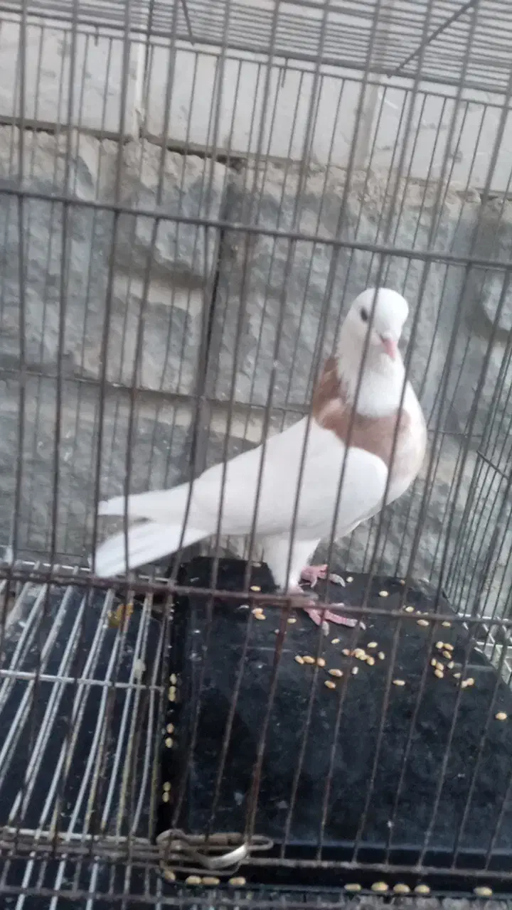 کبوتر طوقی نر|پرنده|گلبهار, شهر جدید گلبهار|دیوار