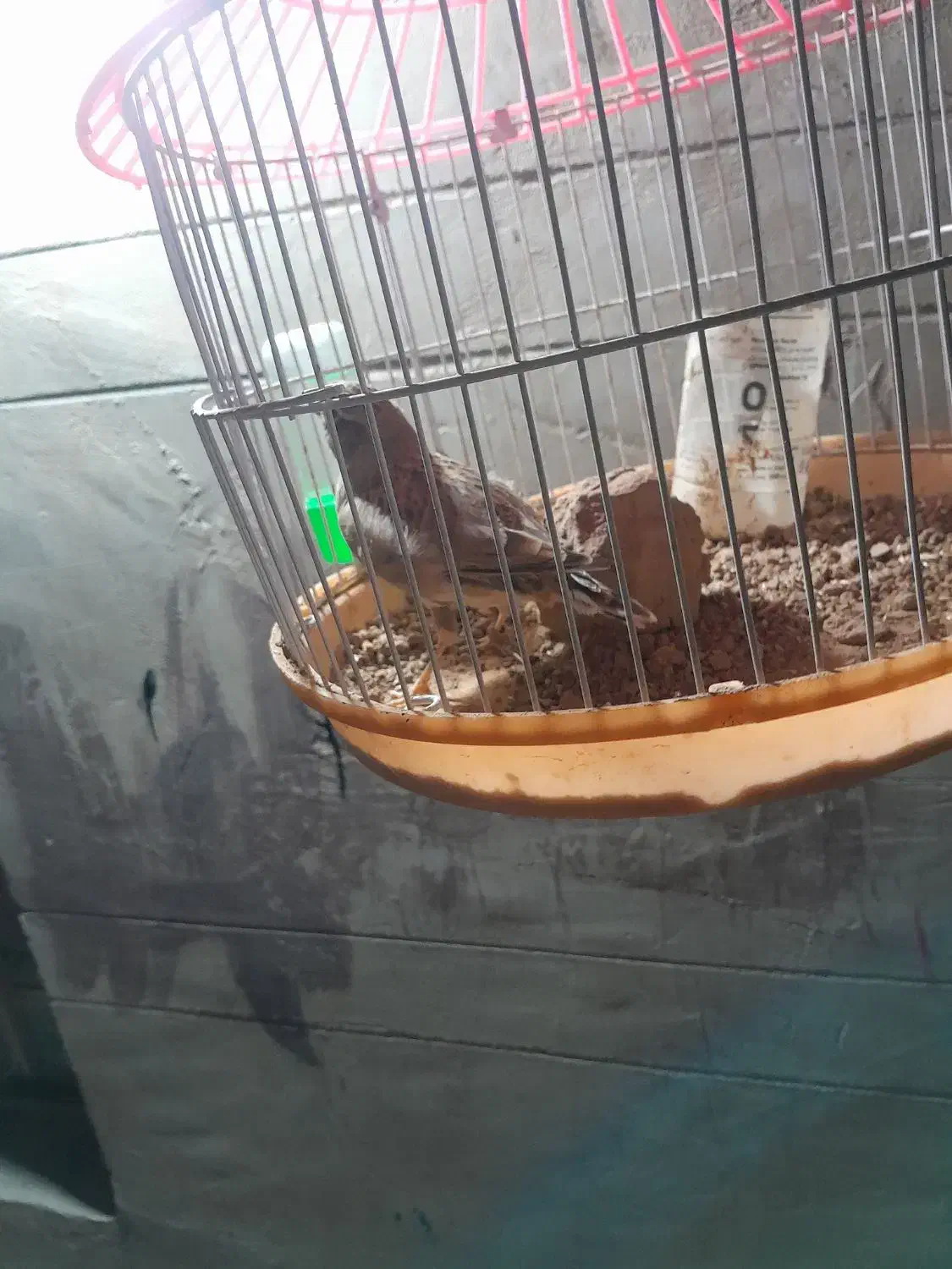 قناری مست بخون|پرنده|تربت جام, یحیی آباد|دیوار