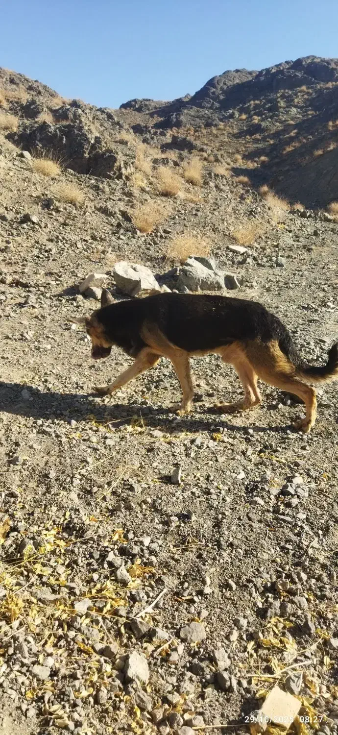 ژرمن باهوش|سگ|سبزوار, توحیدشهر|دیوار