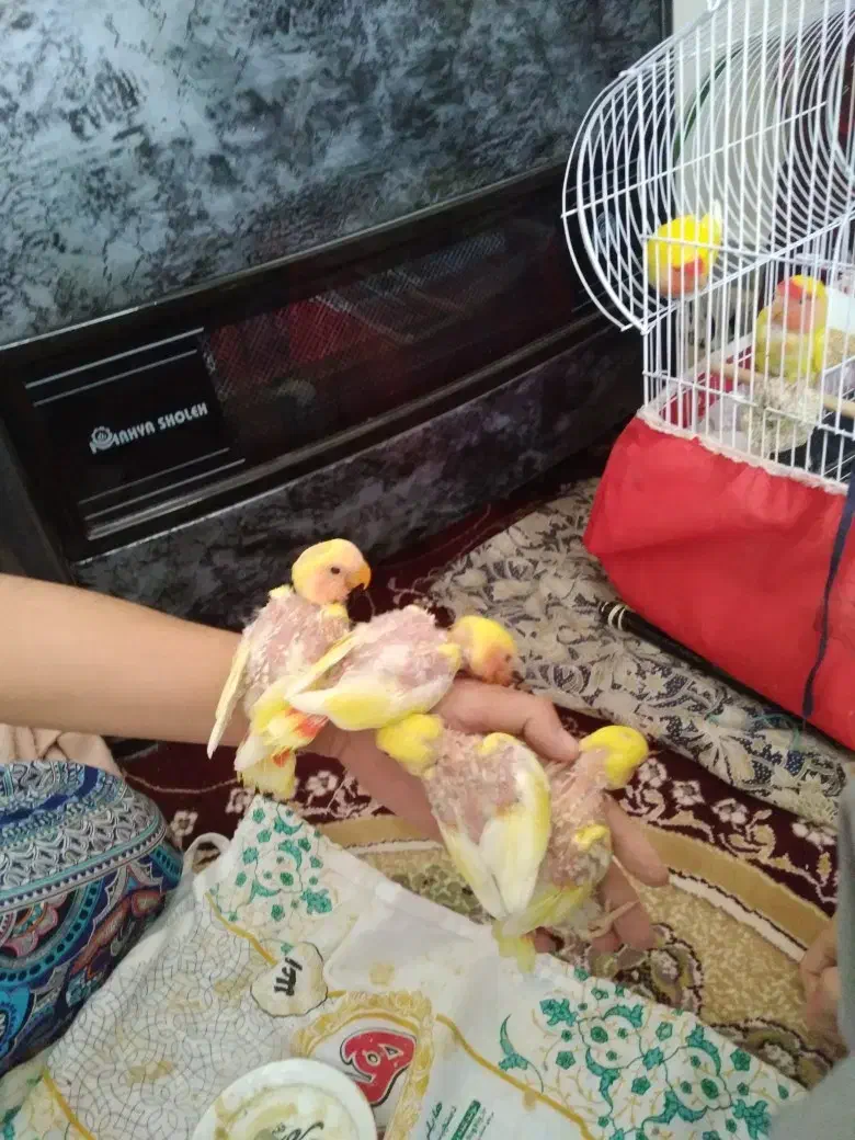 کوتوله فروشی|پرنده|بیرجند, |دیوار