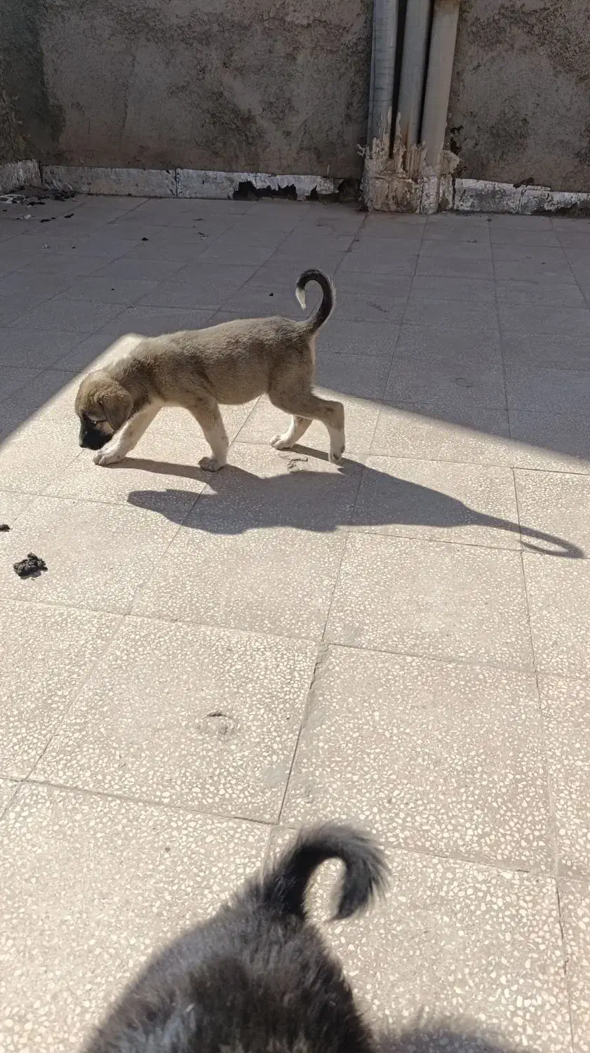 توله ژرمن ماده|سگ|سبزوار, فرهنگیان|دیوار