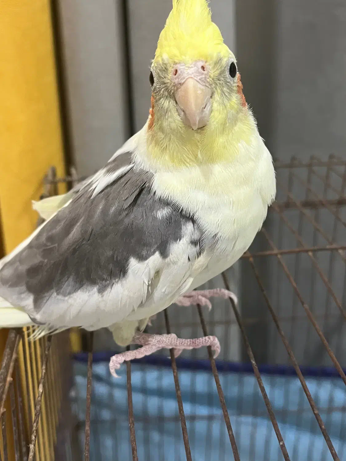 عروس هلندی نر|پرنده|دوگنبدان, |دیوار