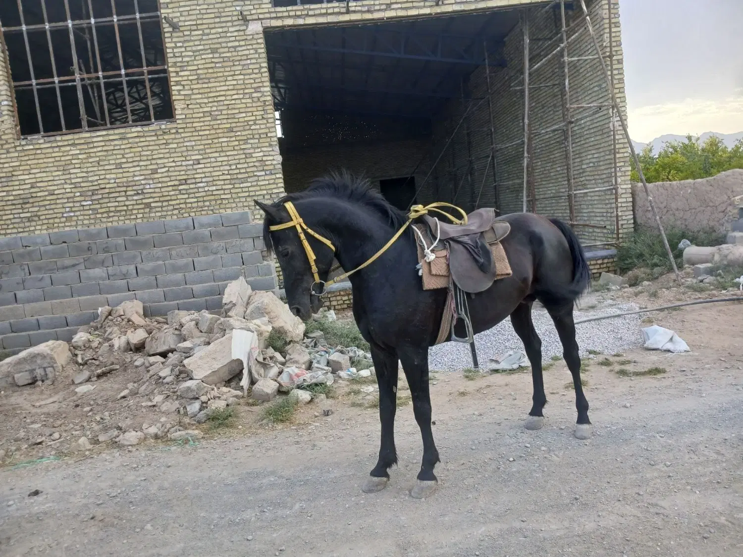 اسب|اسب و تجهیزات اسبسواری|یزد, |دیوار
