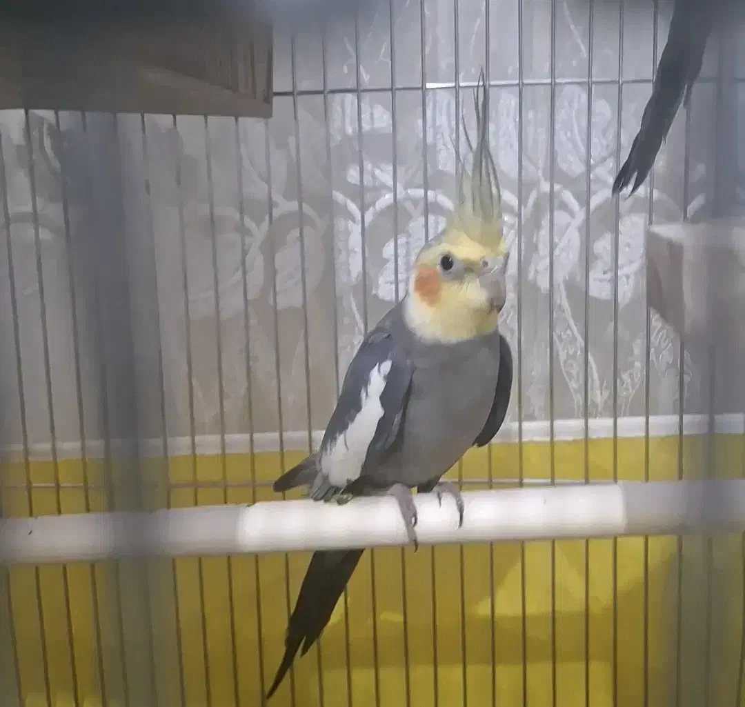 عروس هلندی|پرنده|الوند, |دیوار