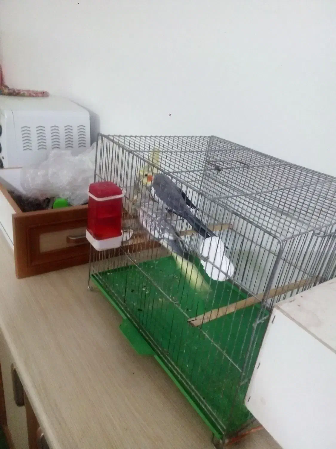 یک جفت عروس مولد بشرط تخم|پرنده|خمین, |دیوار