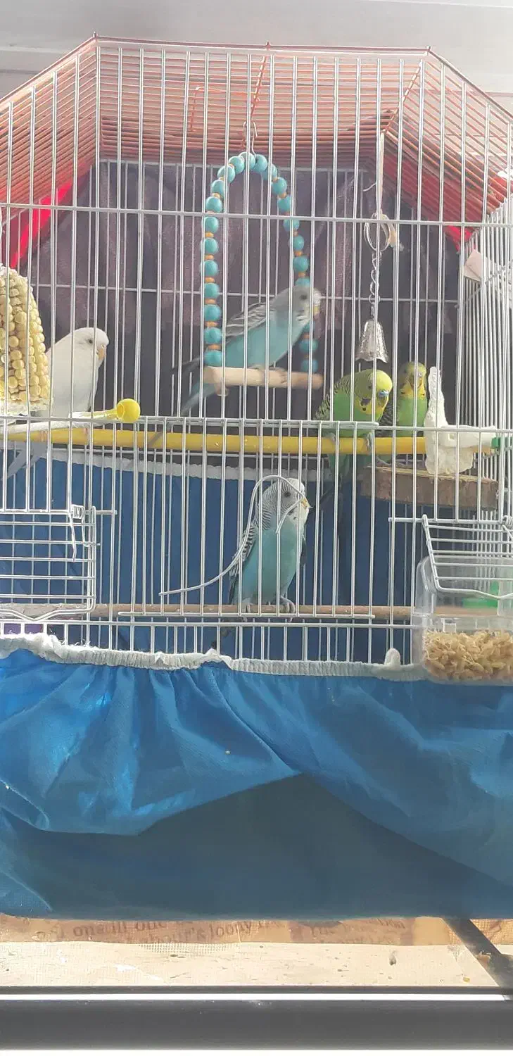 ۳عدد مرغ عشق|پرنده|مبارکه, |دیوار