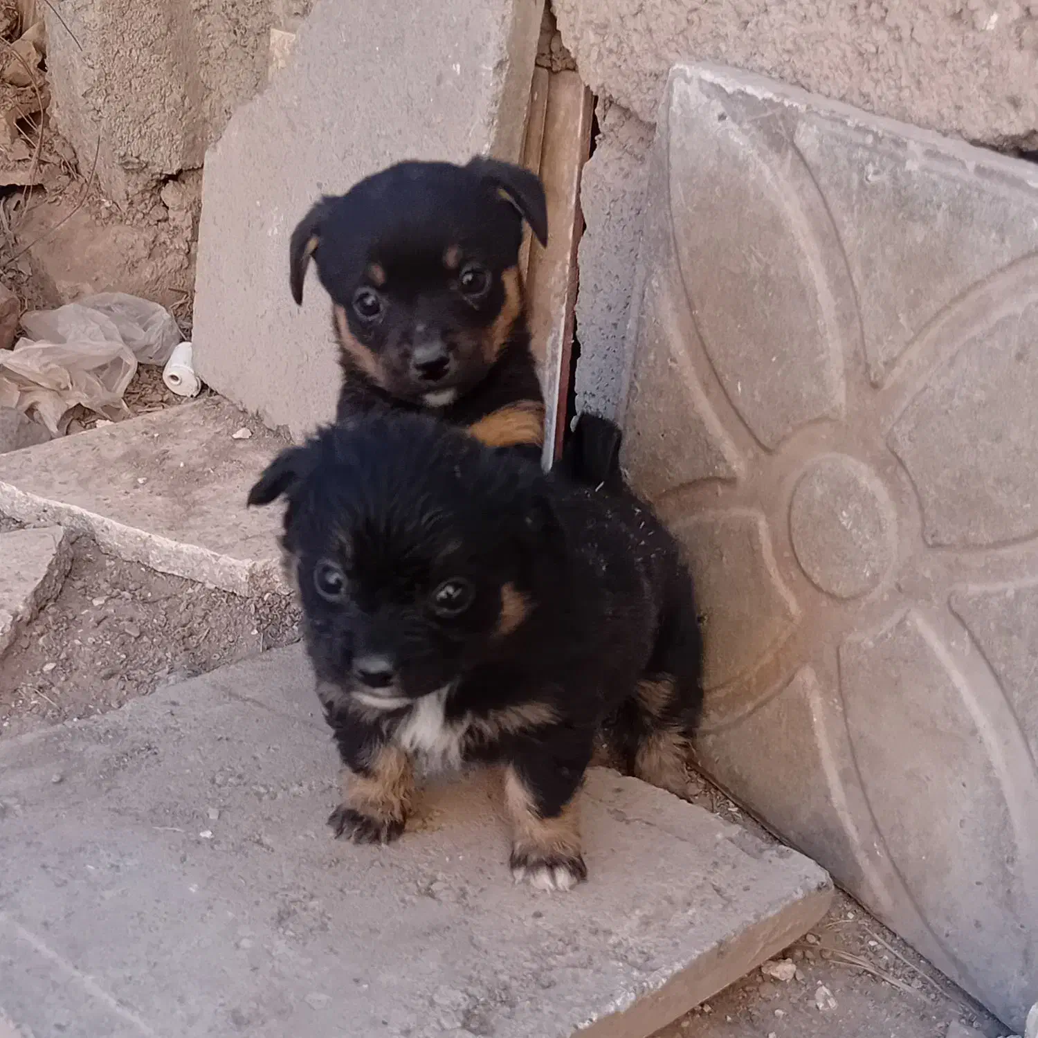 سگ پاکوتا۲ماه هردوماده هستن|سگ|نرماشیر, |دیوار