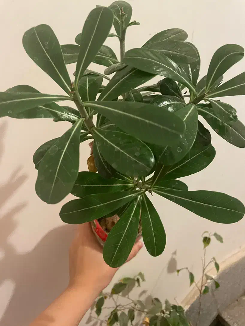 گل ادنیوم|گل و گیاه طبیعی|مشهد, شهید مطهری|دیوار