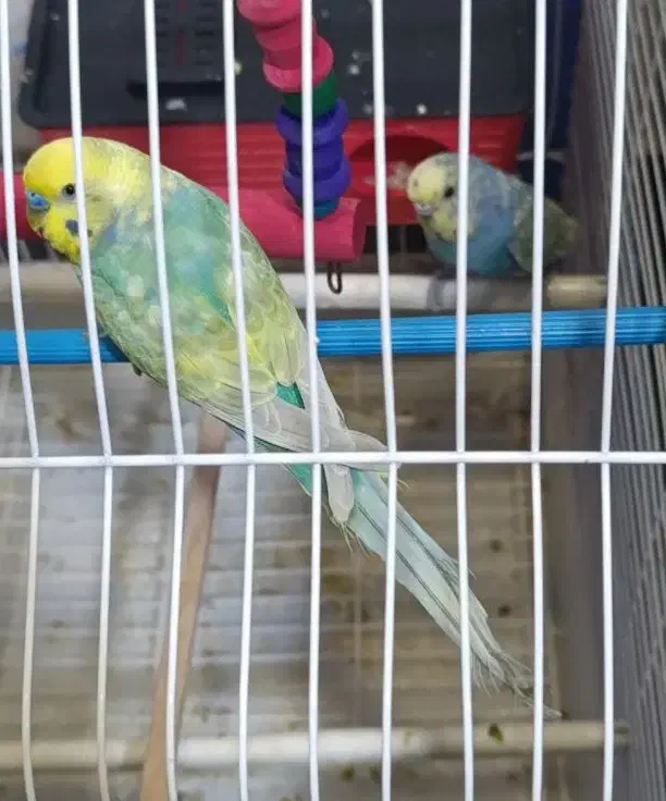 رینبو|پرنده|بندر ماهشهر, |دیوار