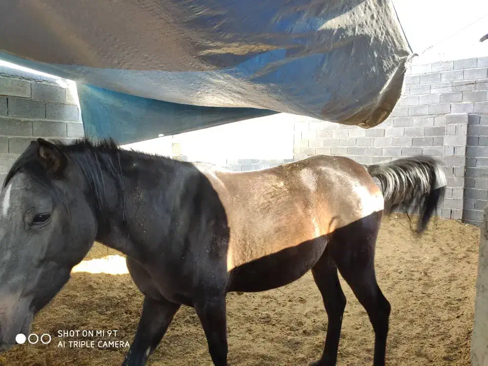 مادیان کرد|اسب و تجهیزات اسب‌سواری|نی‌ریز, |دیوار